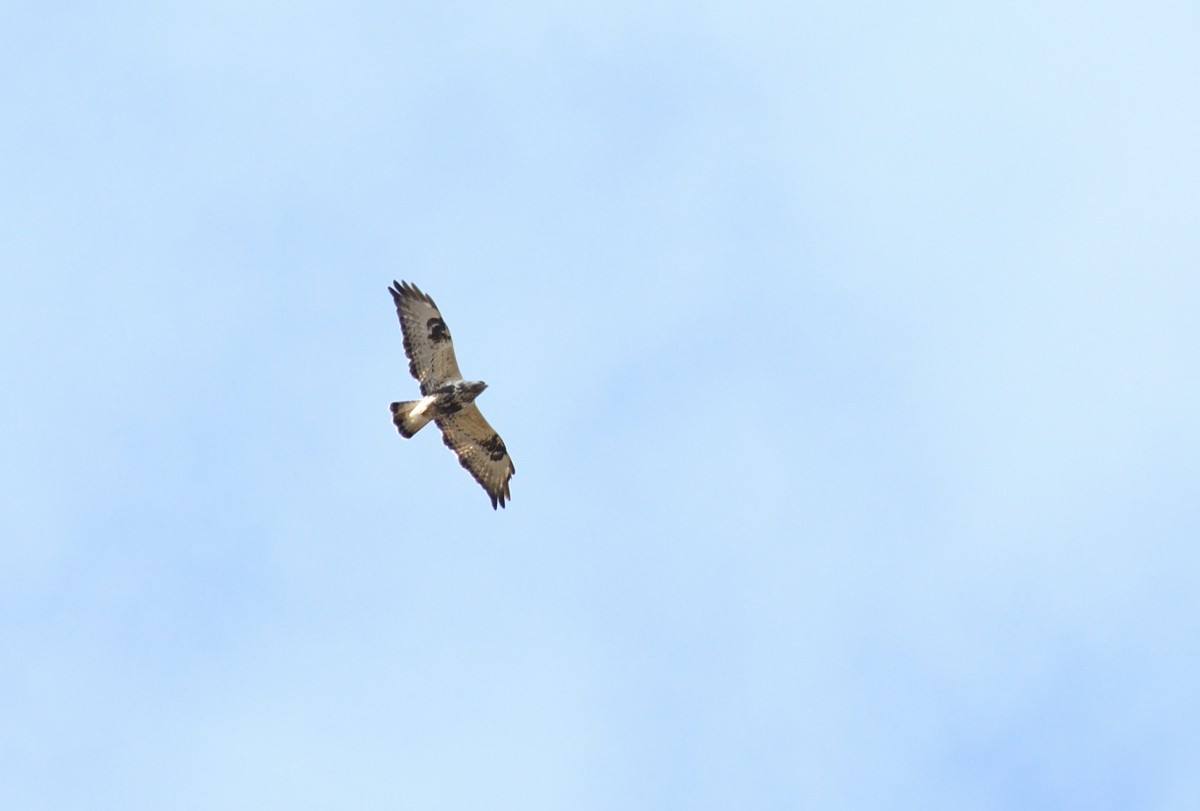 Rough-legged Hawk - Natalya Ostapova