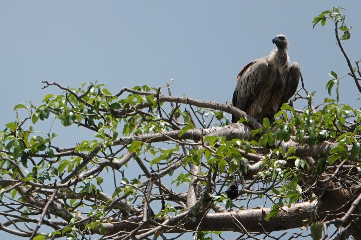 White-backed Vulture - ML617603520