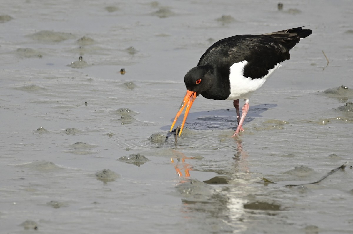 Eurasian Oystercatcher - Ann Saetnan