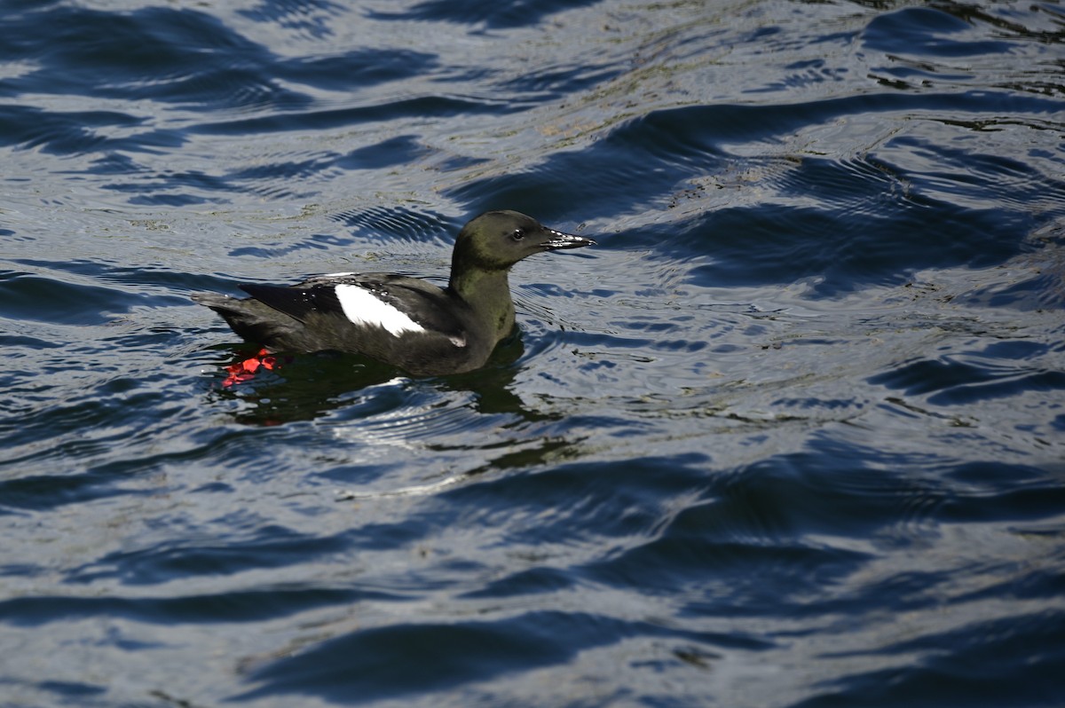 Black Guillemot - Ann Saetnan