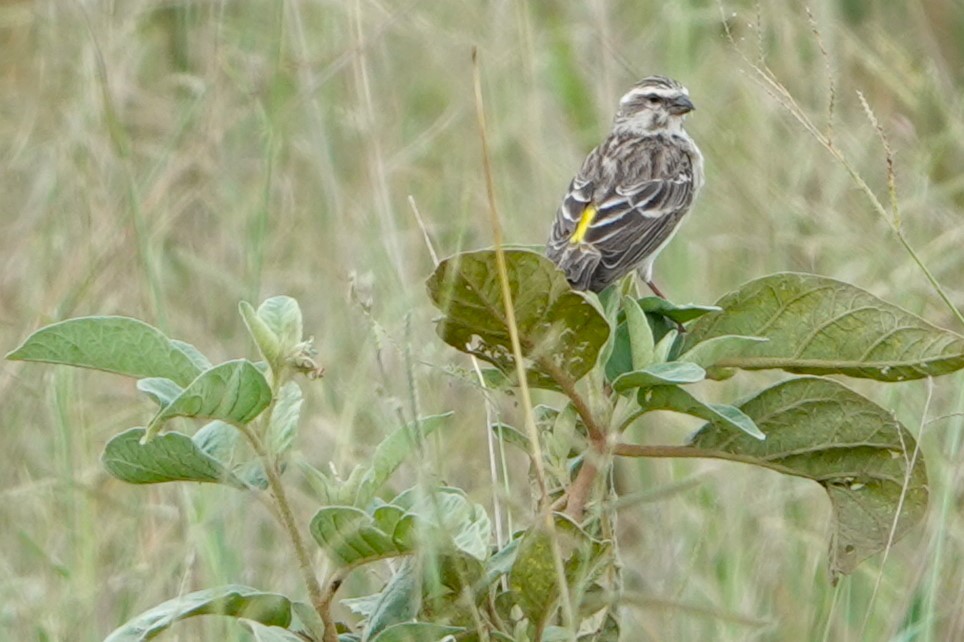 Reichenow's Seedeater - ML617603549