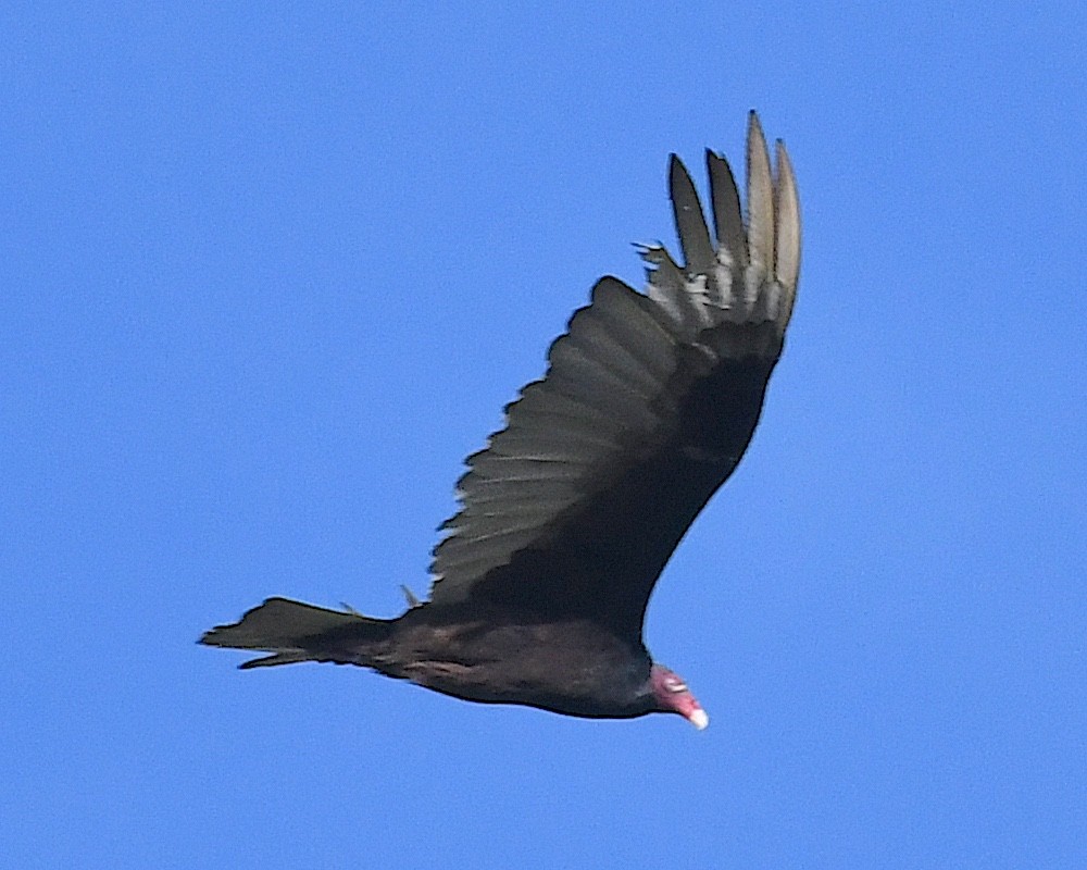 Turkey Vulture - ML617603550