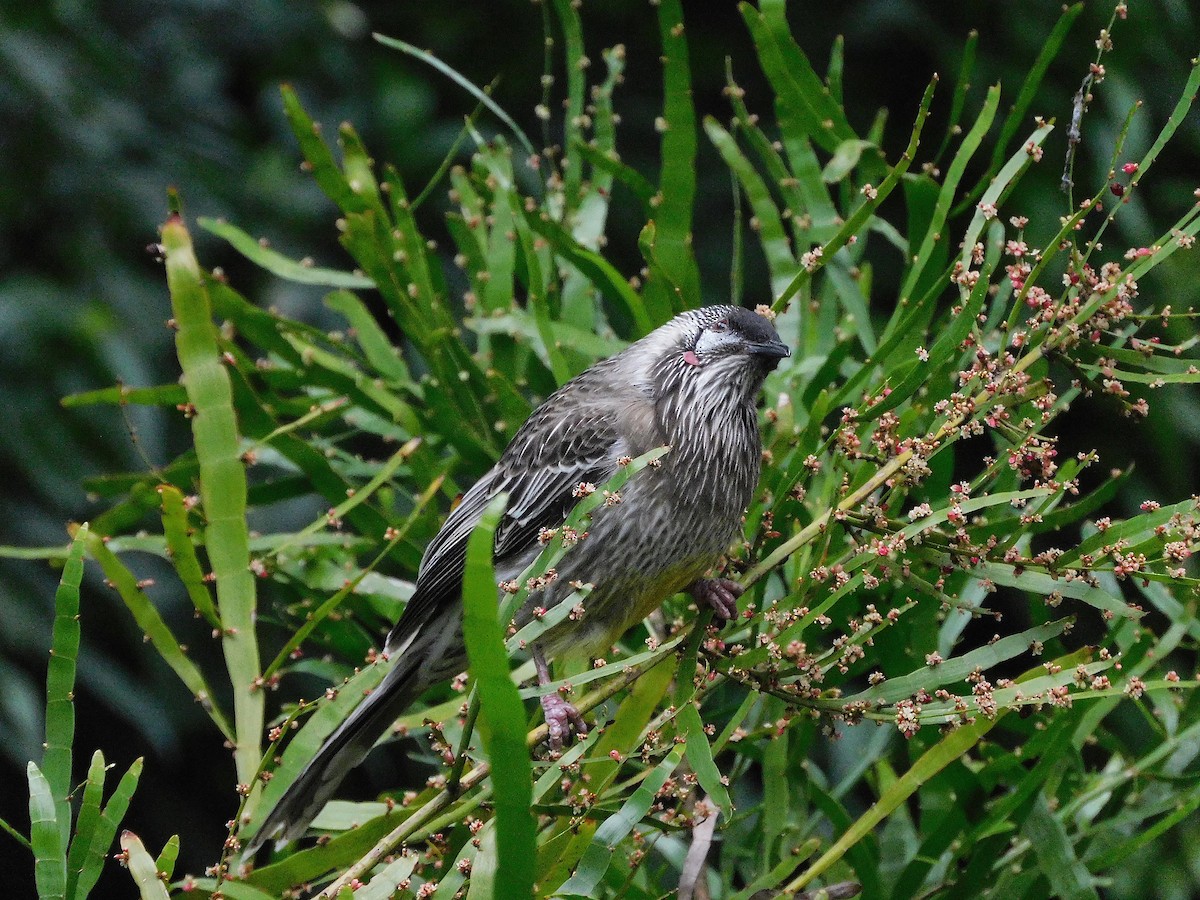 Red Wattlebird - ML617603553