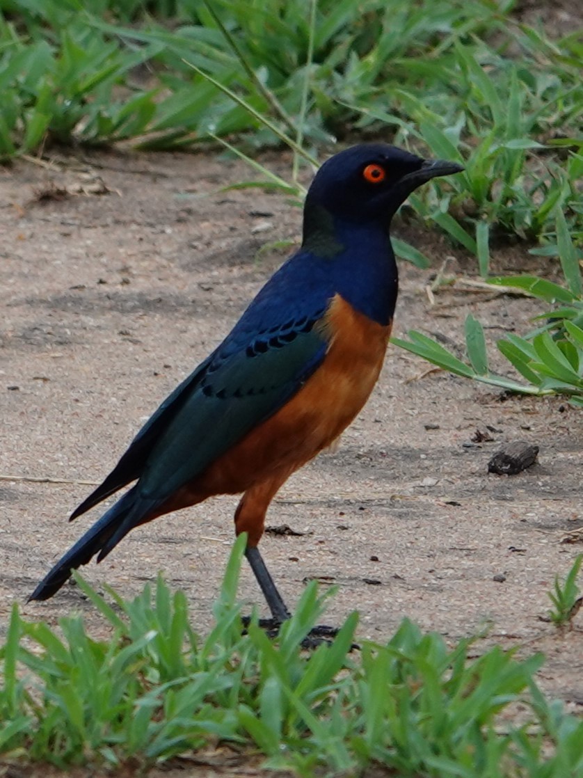 Hildebrandt's Starling - ML617603561