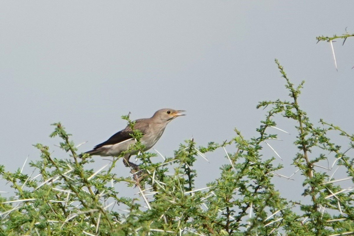 Wattled Starling - ML617603592