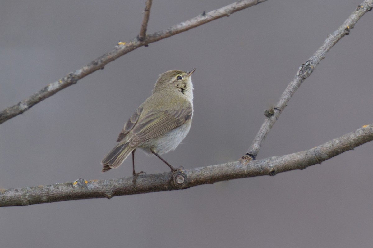 Common Chiffchaff - Natalya Ostapova