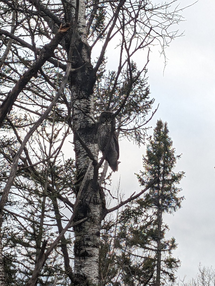 Great Gray Owl - Morgan Swingen