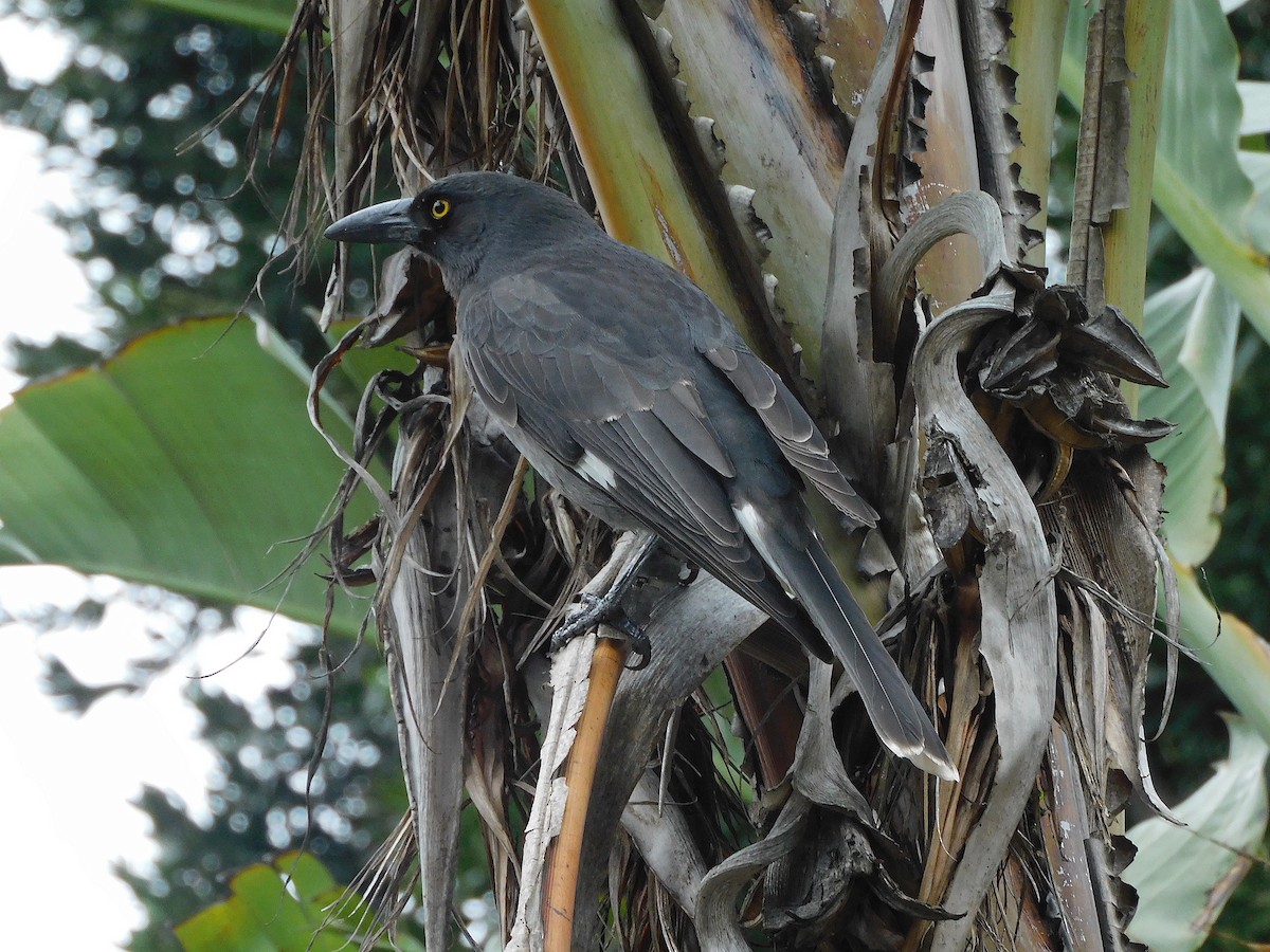 Pied Currawong - ML617603681
