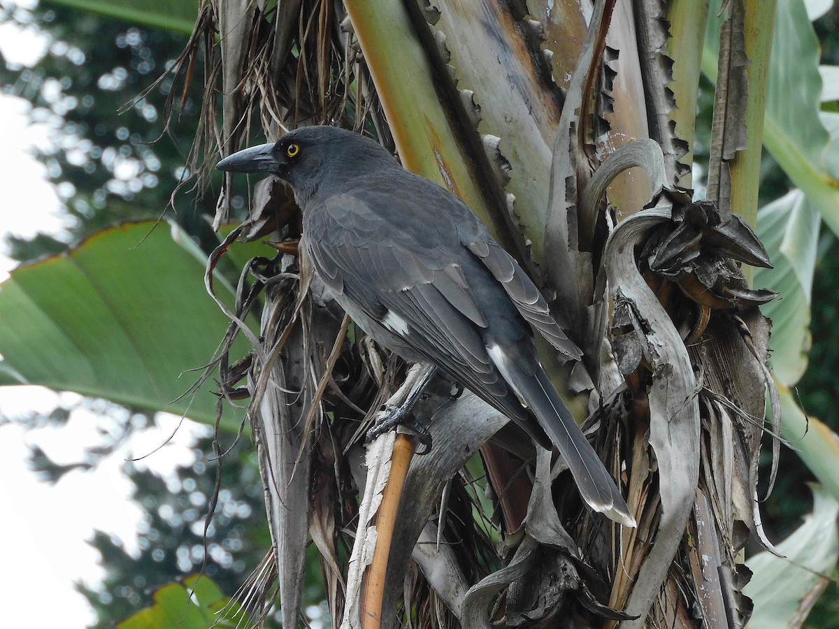 Pied Currawong - ML617603682
