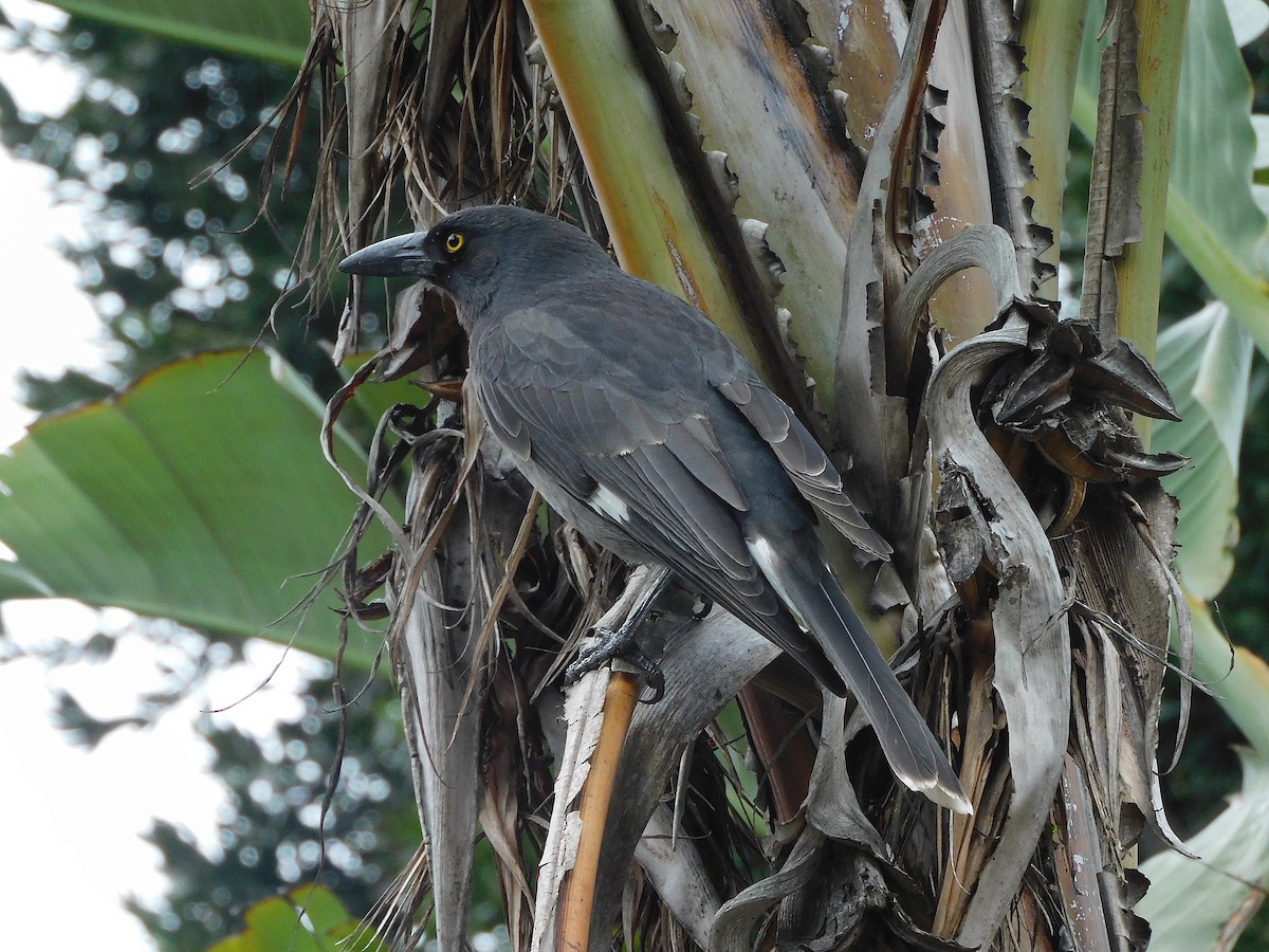 Pied Currawong - ML617603683