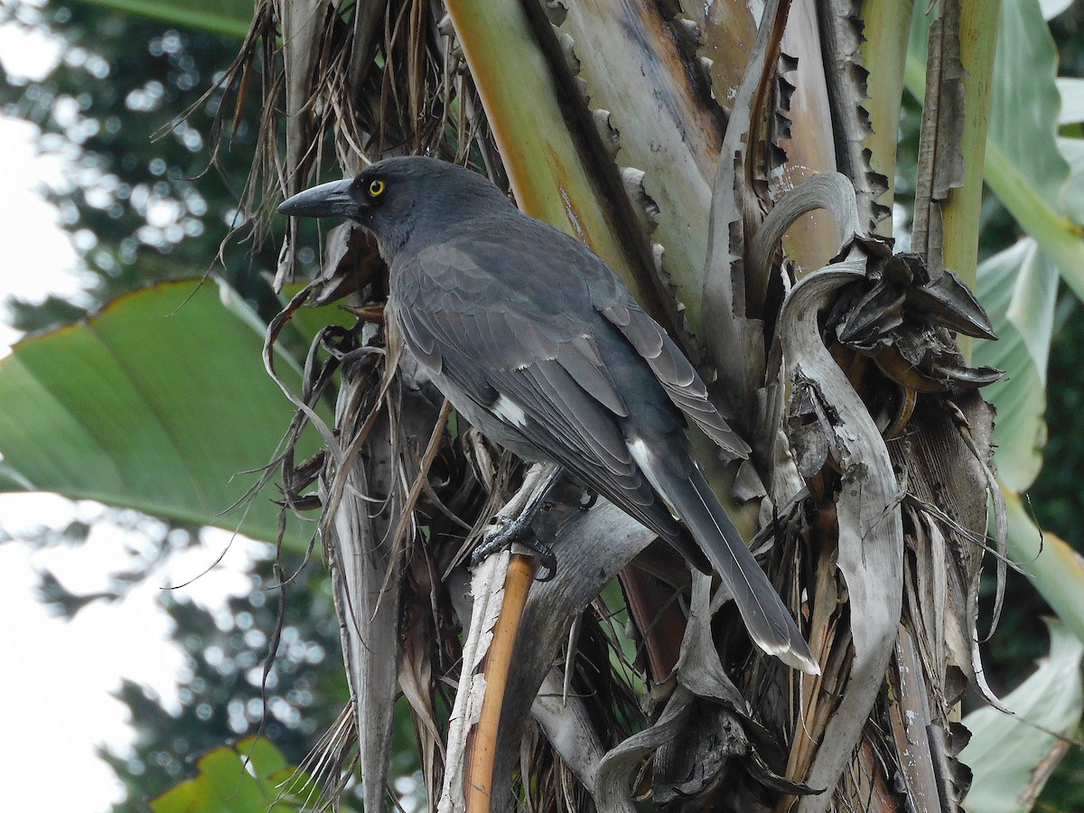 Pied Currawong - ML617603684
