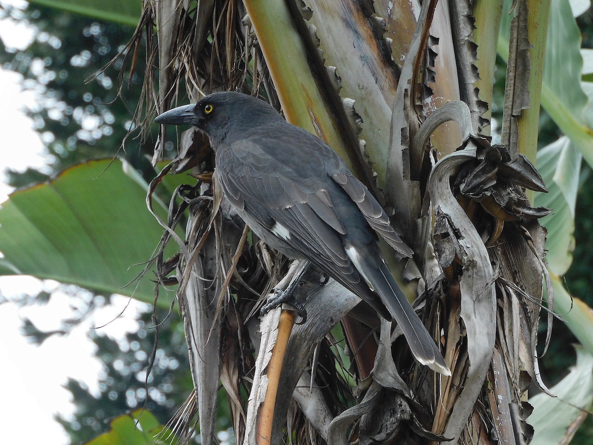 Pied Currawong - ML617603685