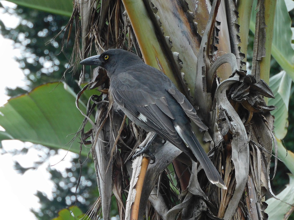 Pied Currawong - ML617603693