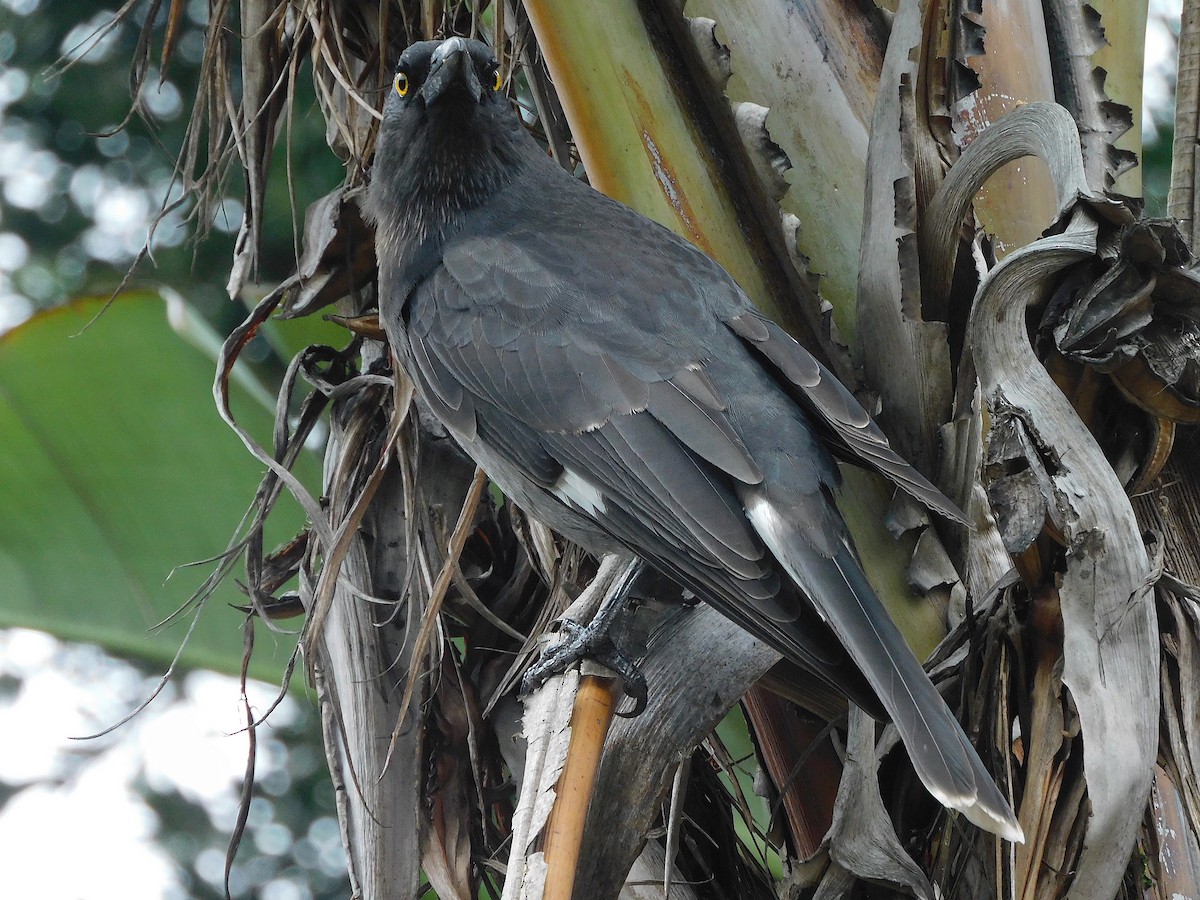 Pied Currawong - ML617603694