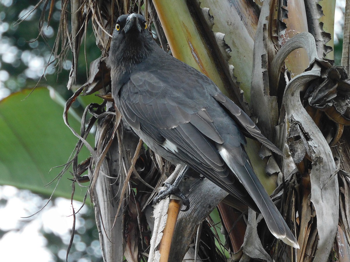 Pied Currawong - ML617603695
