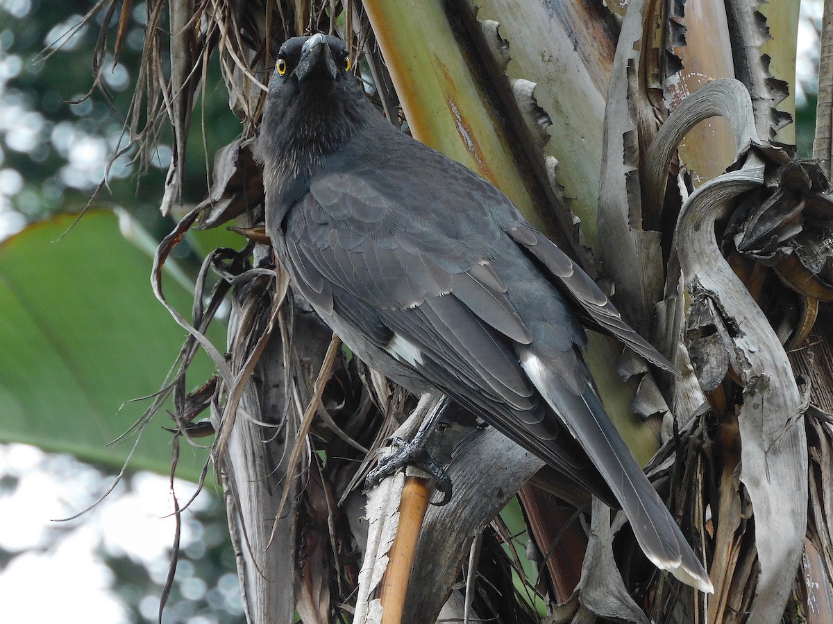 Pied Currawong - ML617603696