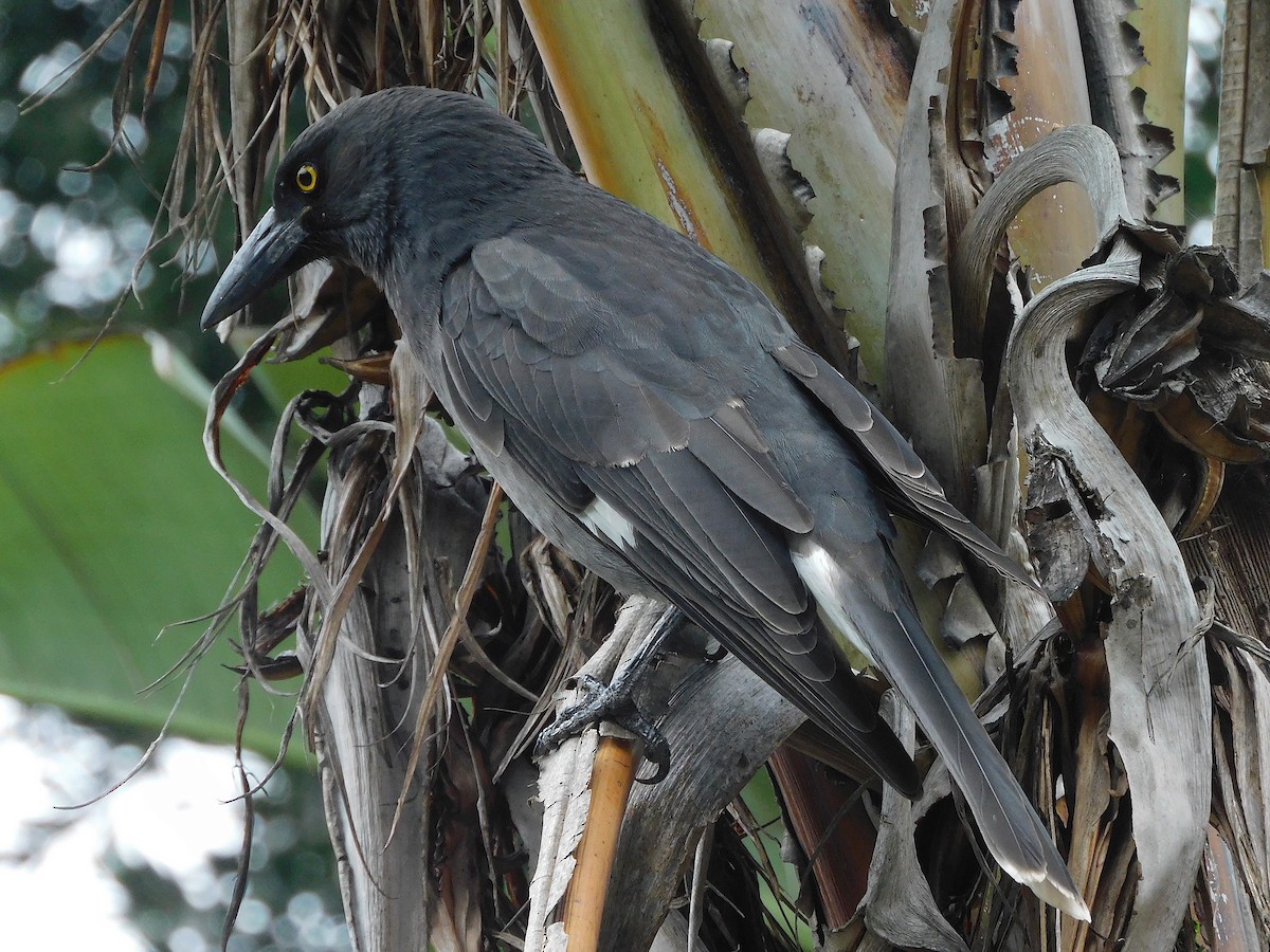 Pied Currawong - ML617603697