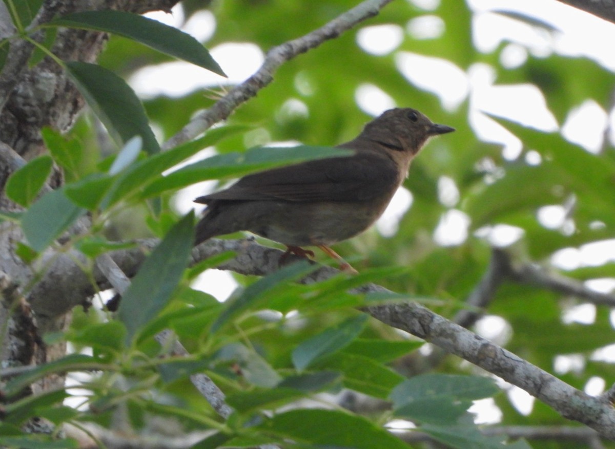 Glossy-black Thrush - ML617603700