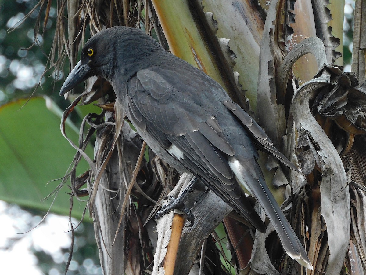 Pied Currawong - ML617603721