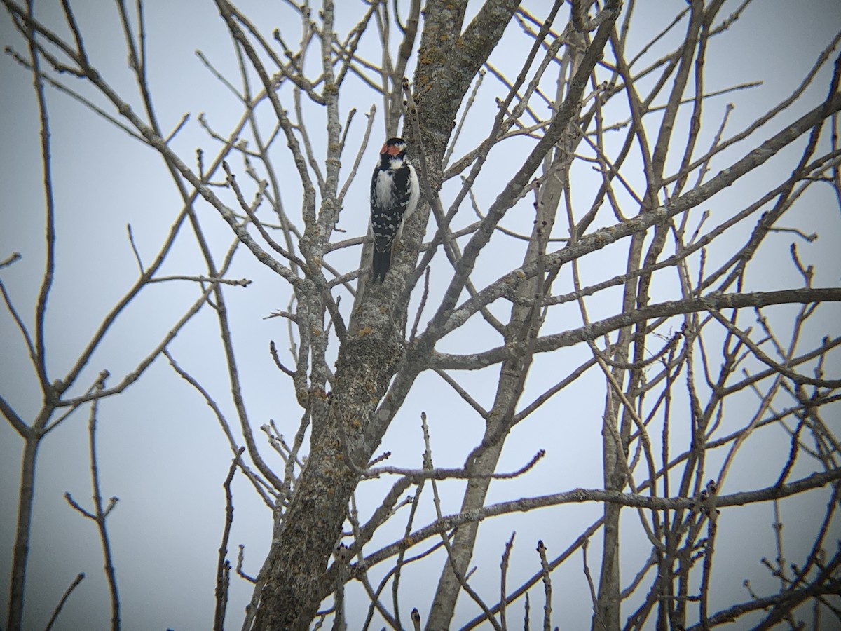 Downy Woodpecker - ML617603783