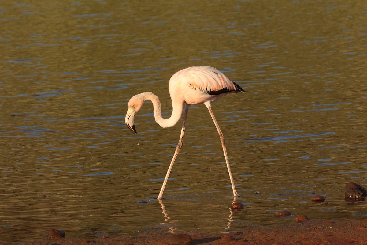 Flamant des Caraïbes - ML617603824