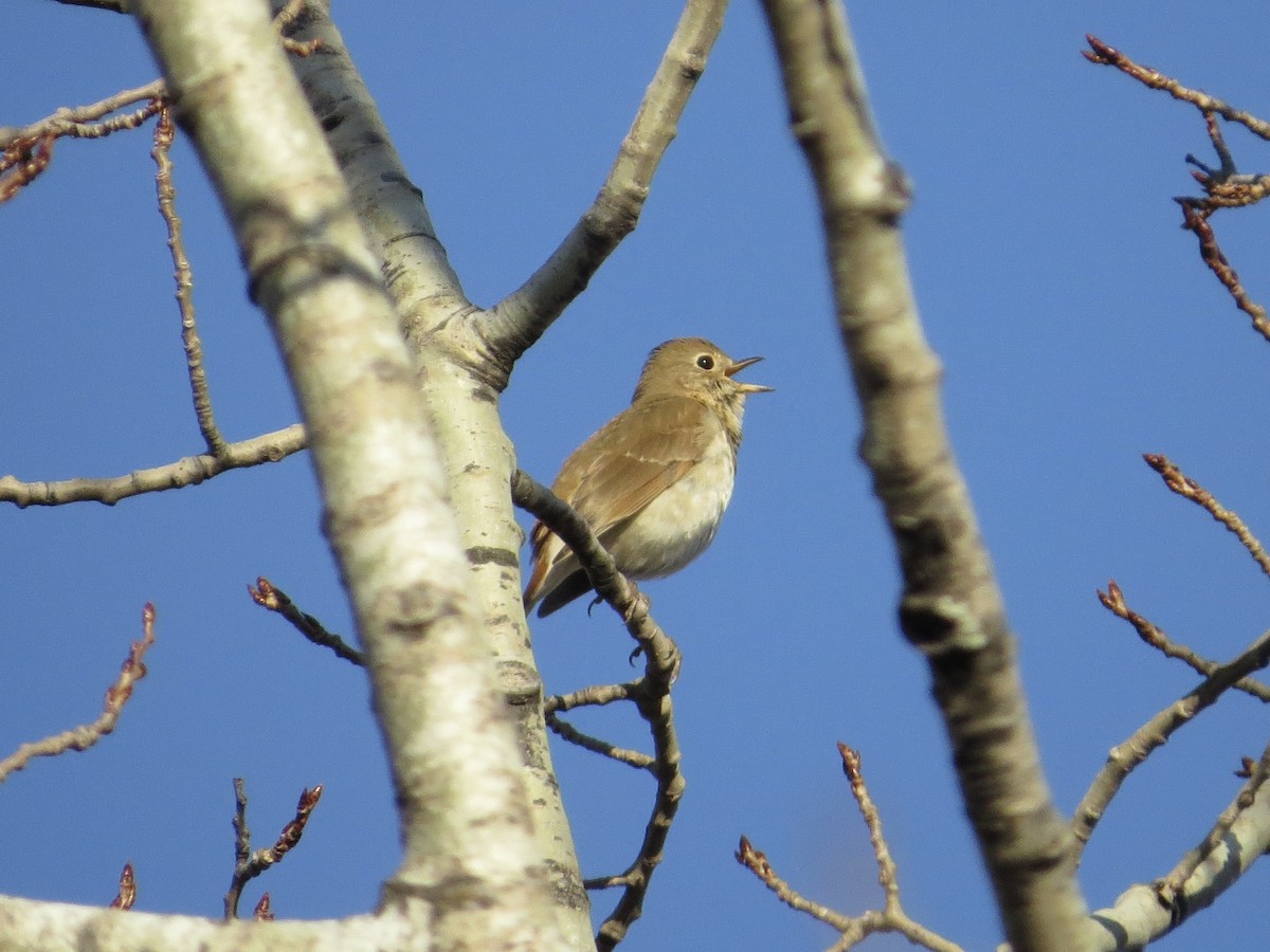 Hermit Thrush - Jack Yanko