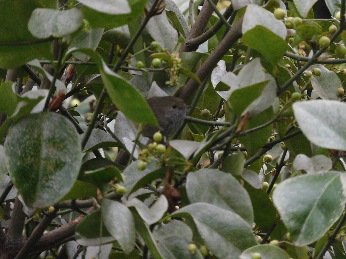 Brown Thornbill - George Vaughan