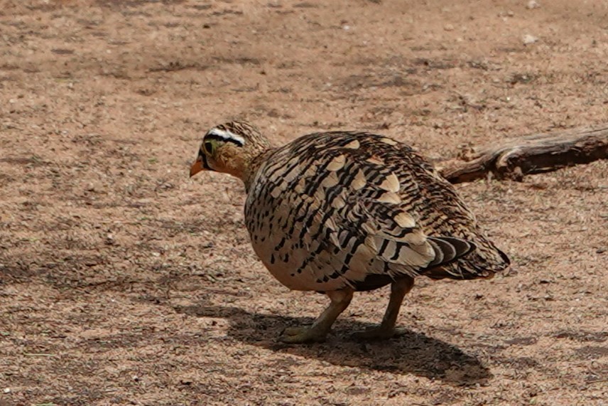 Black-faced Sandgrouse - Jo Ellen Floer