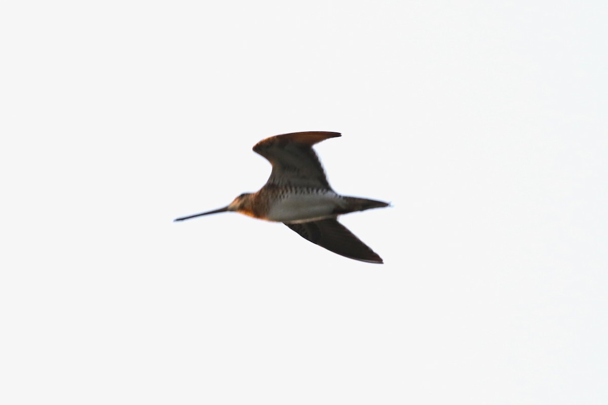 snipe sp. - ML617603922