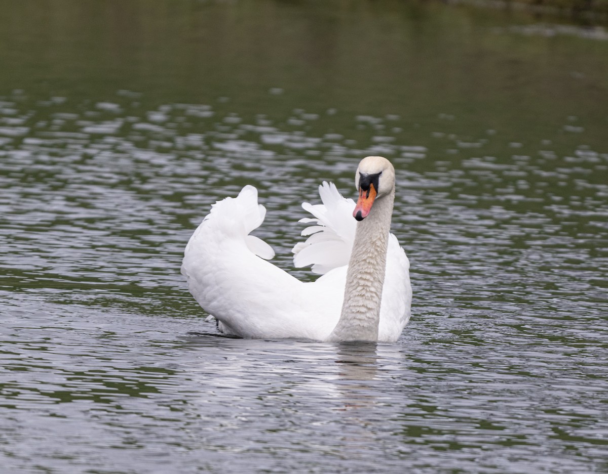 Cygne tuberculé - ML617603927