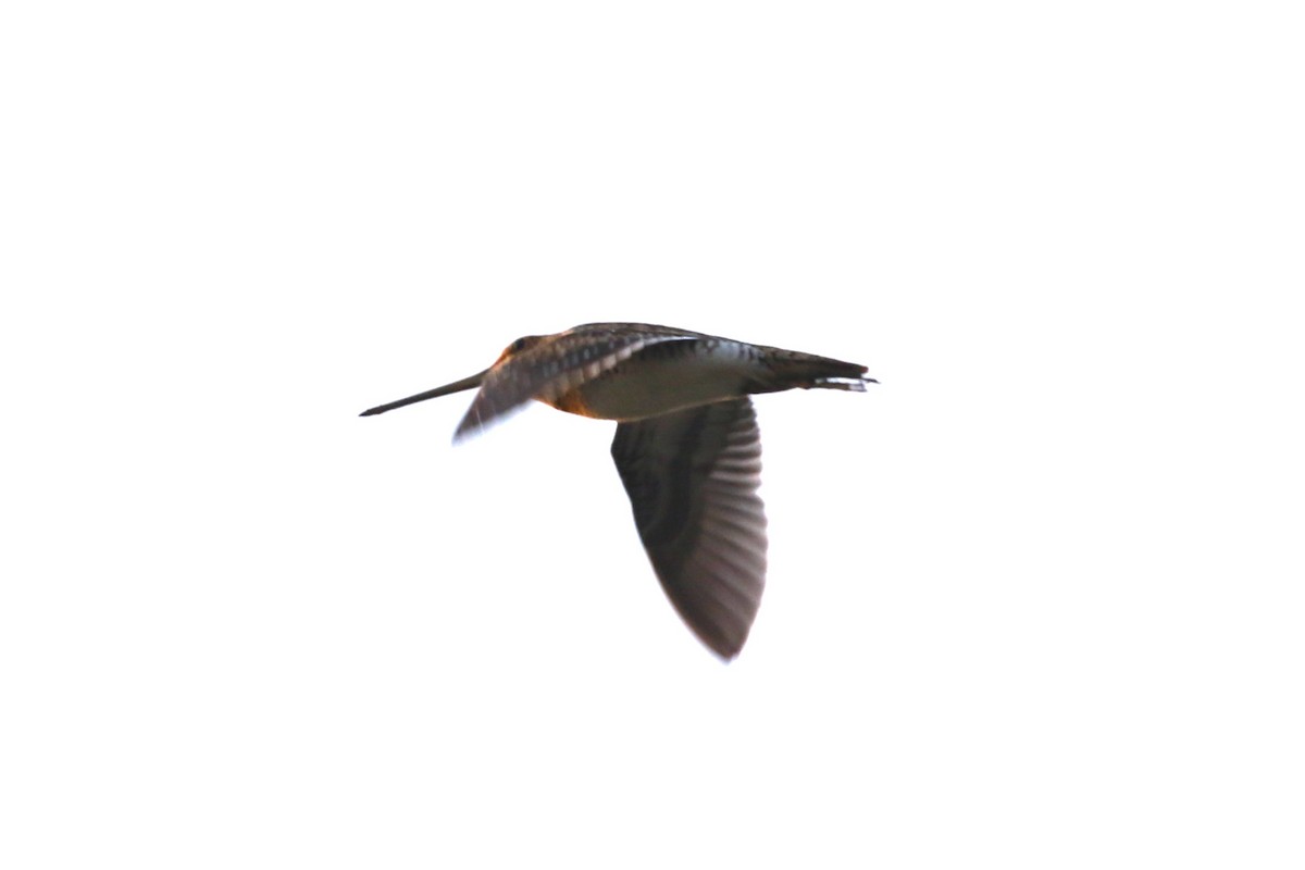 snipe sp. - ML617603929