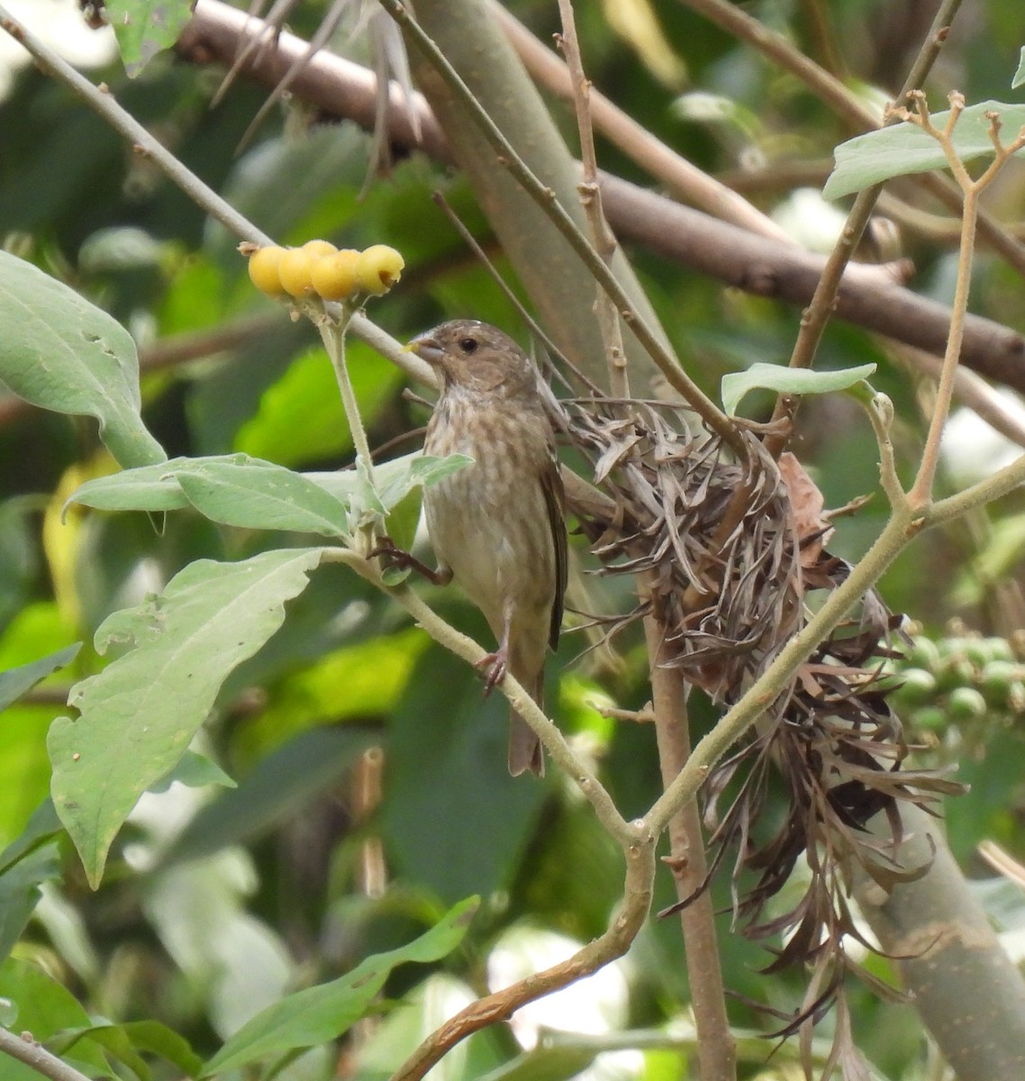 Common Rosefinch - ML617603930