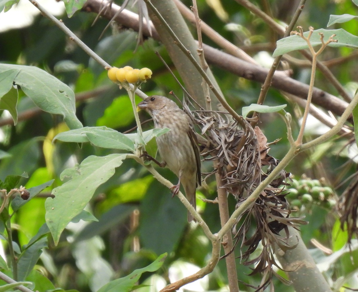 Common Rosefinch - ML617603935