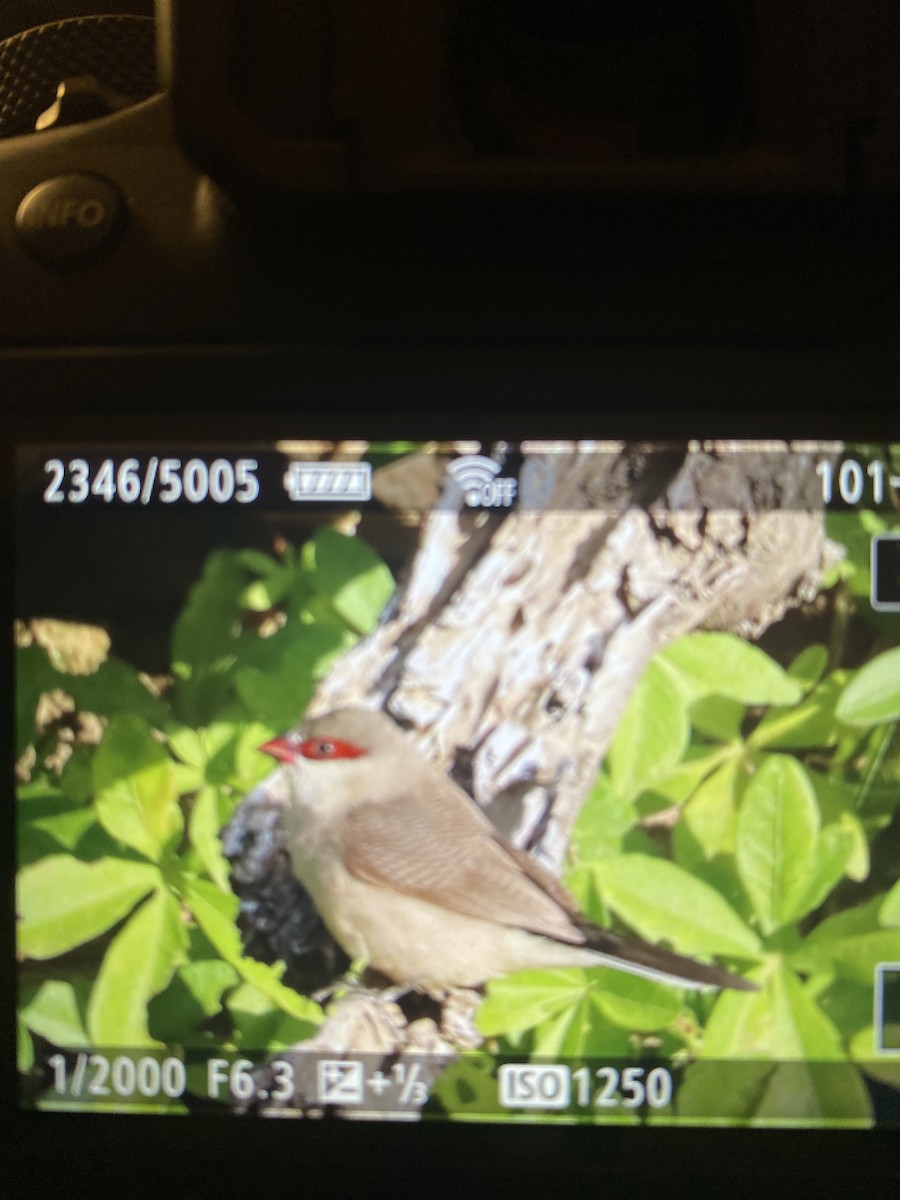 Arabian Waxbill - ML617603942