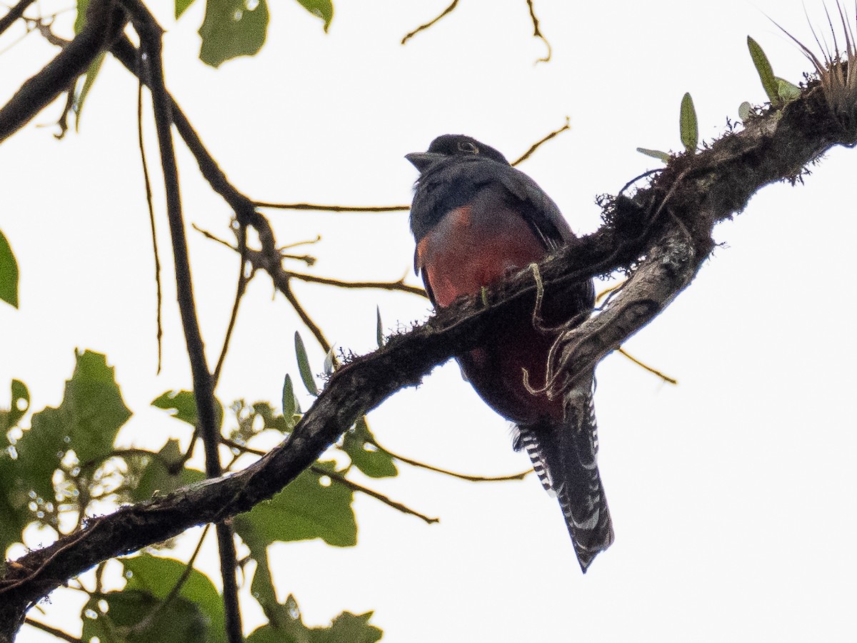 Blue-crowned Trogon - ML617603997