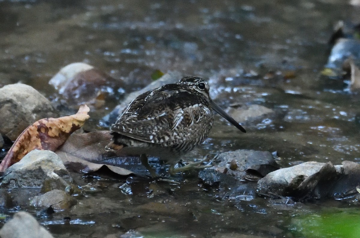 Wood Snipe - ML617604017