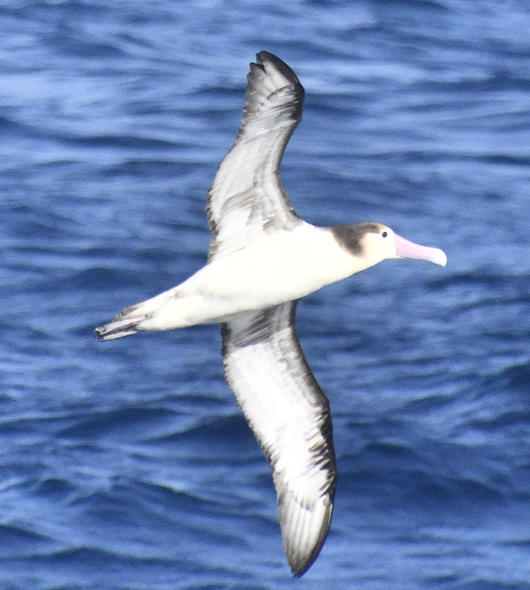 Short-tailed Albatross - ML617604042