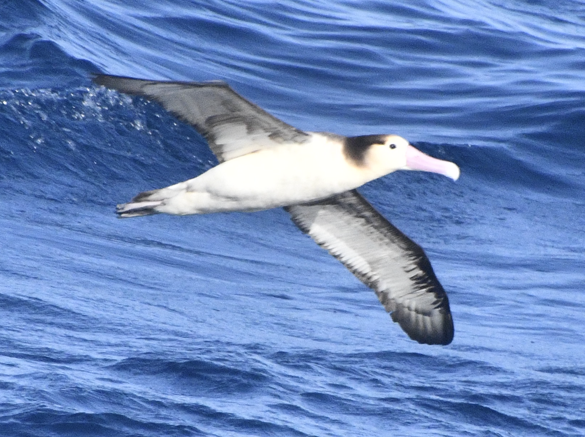 Short-tailed Albatross - Cliff Miller