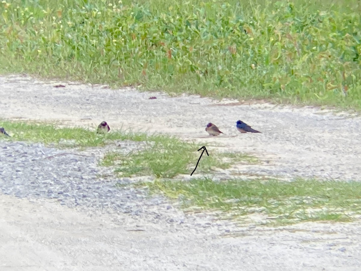 Cave Swallow - Craig Litteken