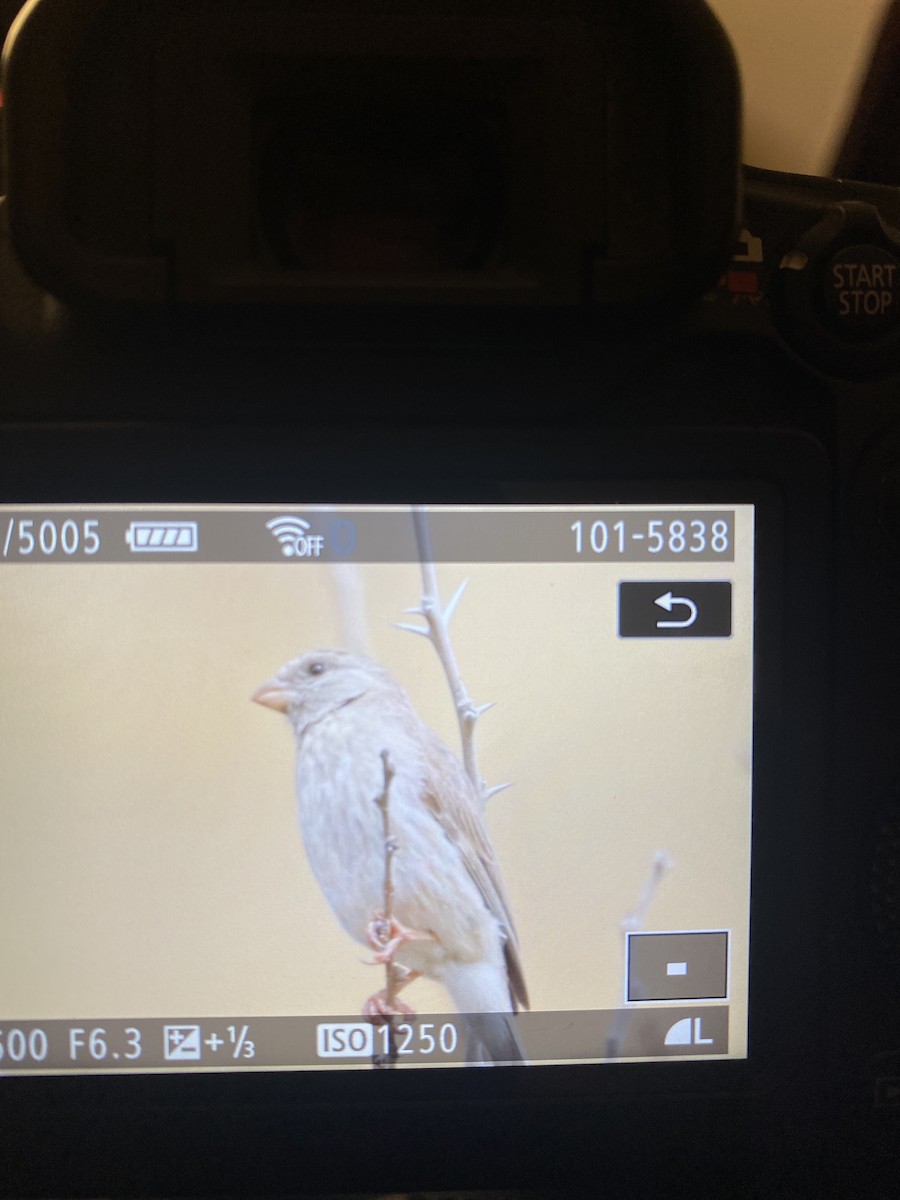 Olive-rumped Serin - ML617604068