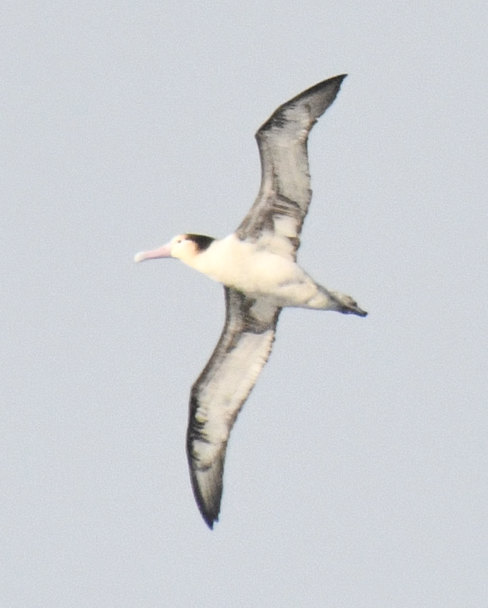 Short-tailed Albatross - ML617604083