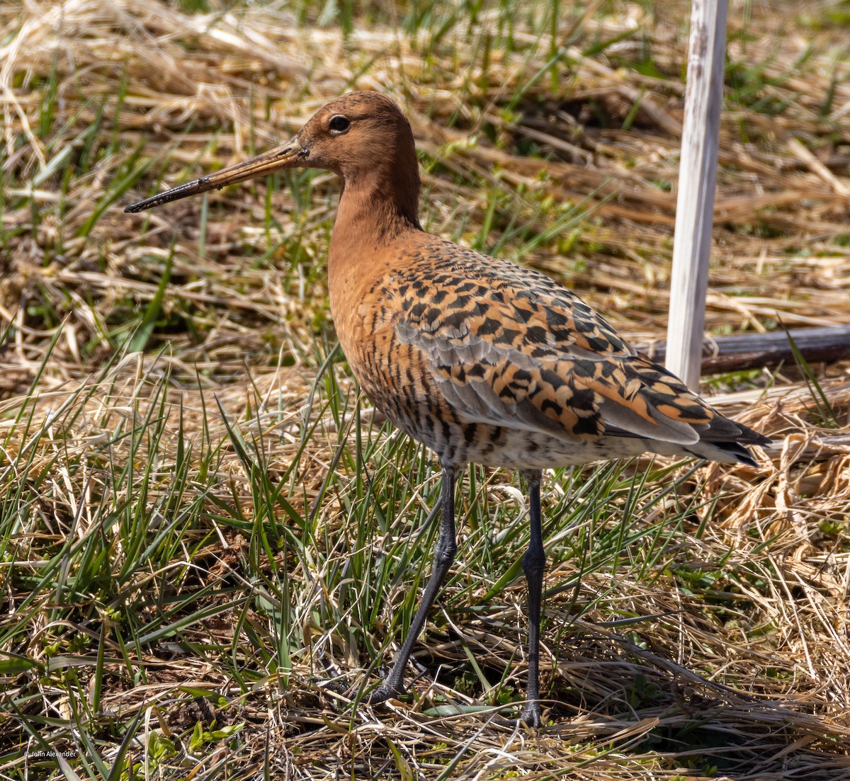 Black-tailed Godwit - ML617604123