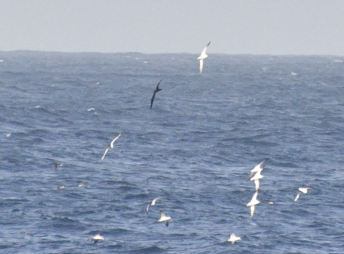 Short-tailed Shearwater - ML617604143