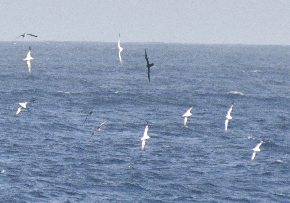 Short-tailed Shearwater - ML617604160