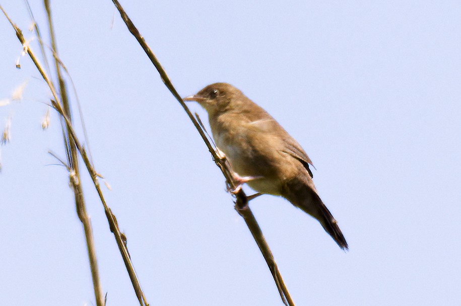 Broad-tailed Grassbird - Sonu Lukose