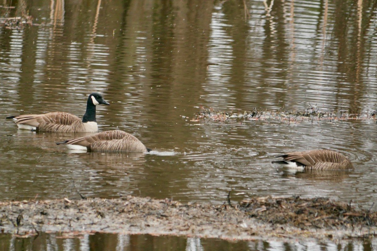 Canada Goose - ML617604171