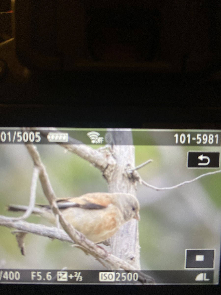 Yemen Linnet - ML617604190