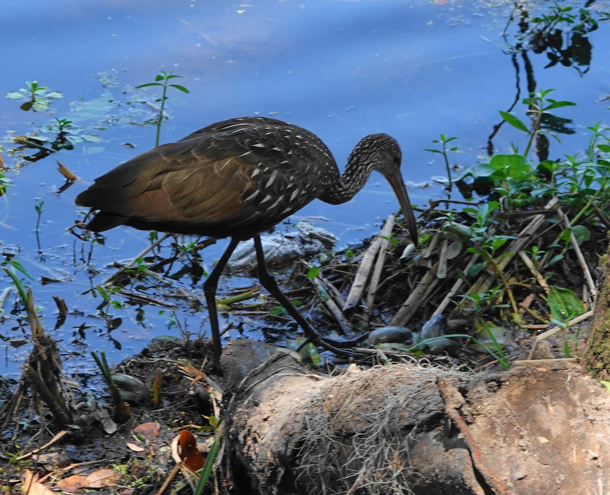 Limpkin - Dennis Forsythe