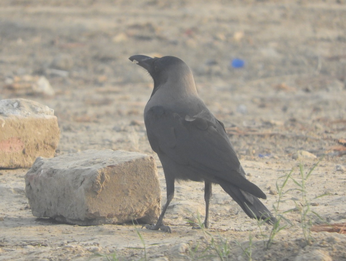 House Crow - ML617604253