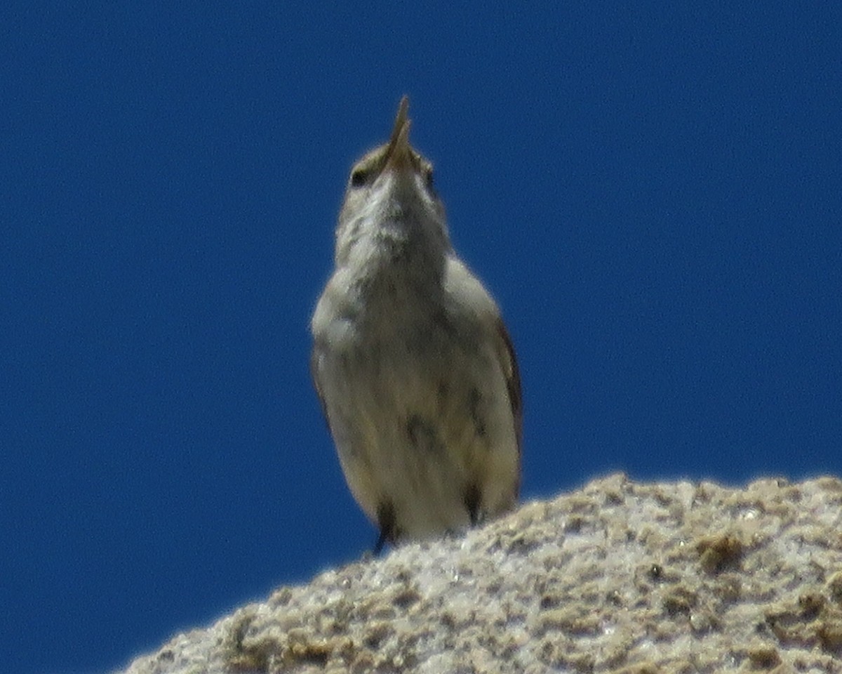 Rock Wren - ML617604292